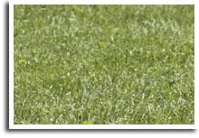 lawn